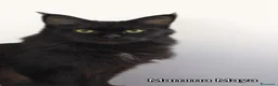 Maine Coon gatti in vendita: MAINE COON CON PEDIGREE:PERCORSO DI ADOZIONE ETICO - Annuncio 4