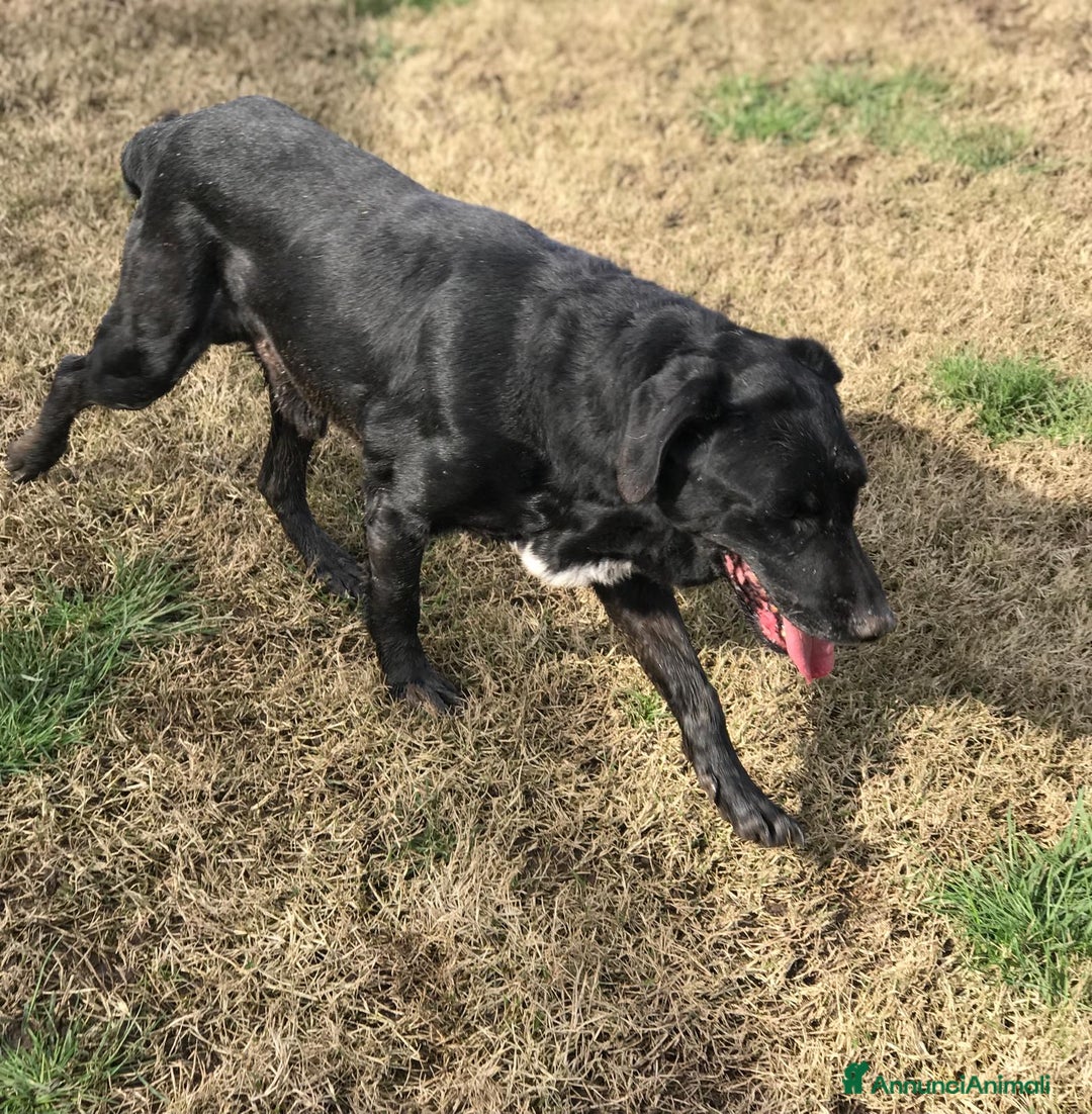 Meticcio cani in regalo: SANTO il nome giusto per lui a Provincia di Latina - Annuncio 7