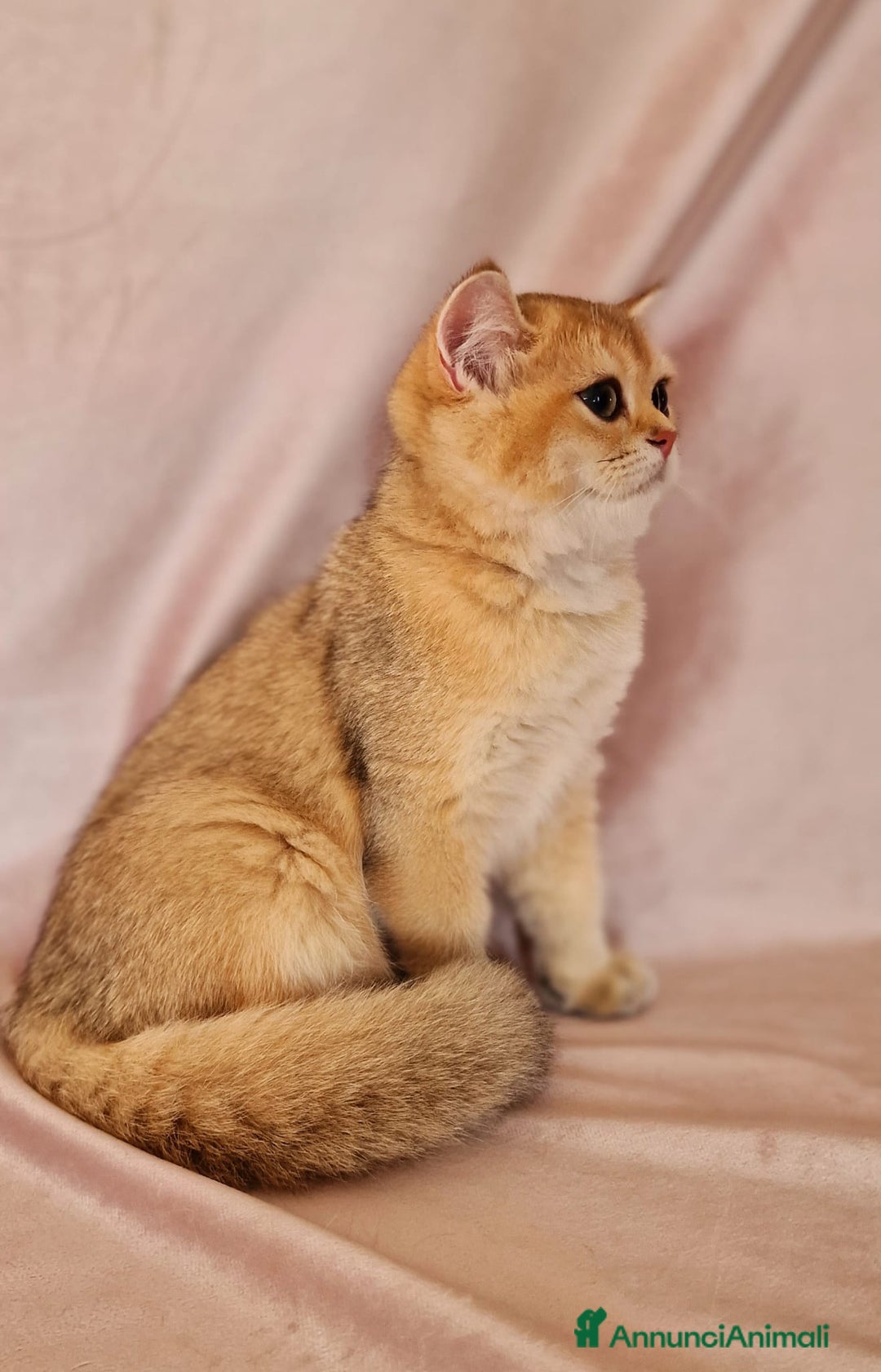 Scottish gatti in vendita: Scottish  - Annuncio 5