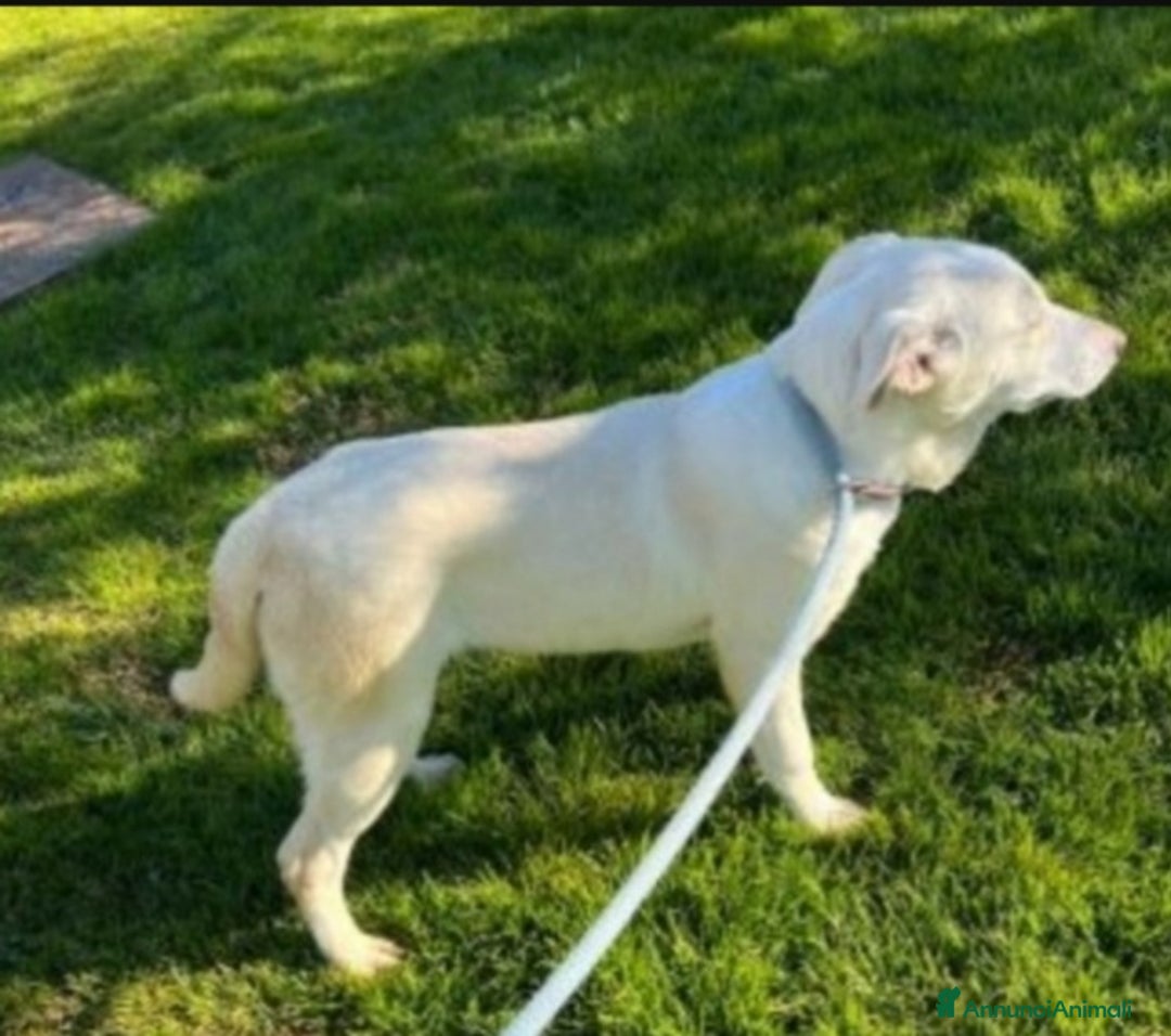 Meticcio cani in regalo: Mix Labrador femmina 3anni in box da sempre.MATERA a Città metropolitana di Milano - Annuncio 3