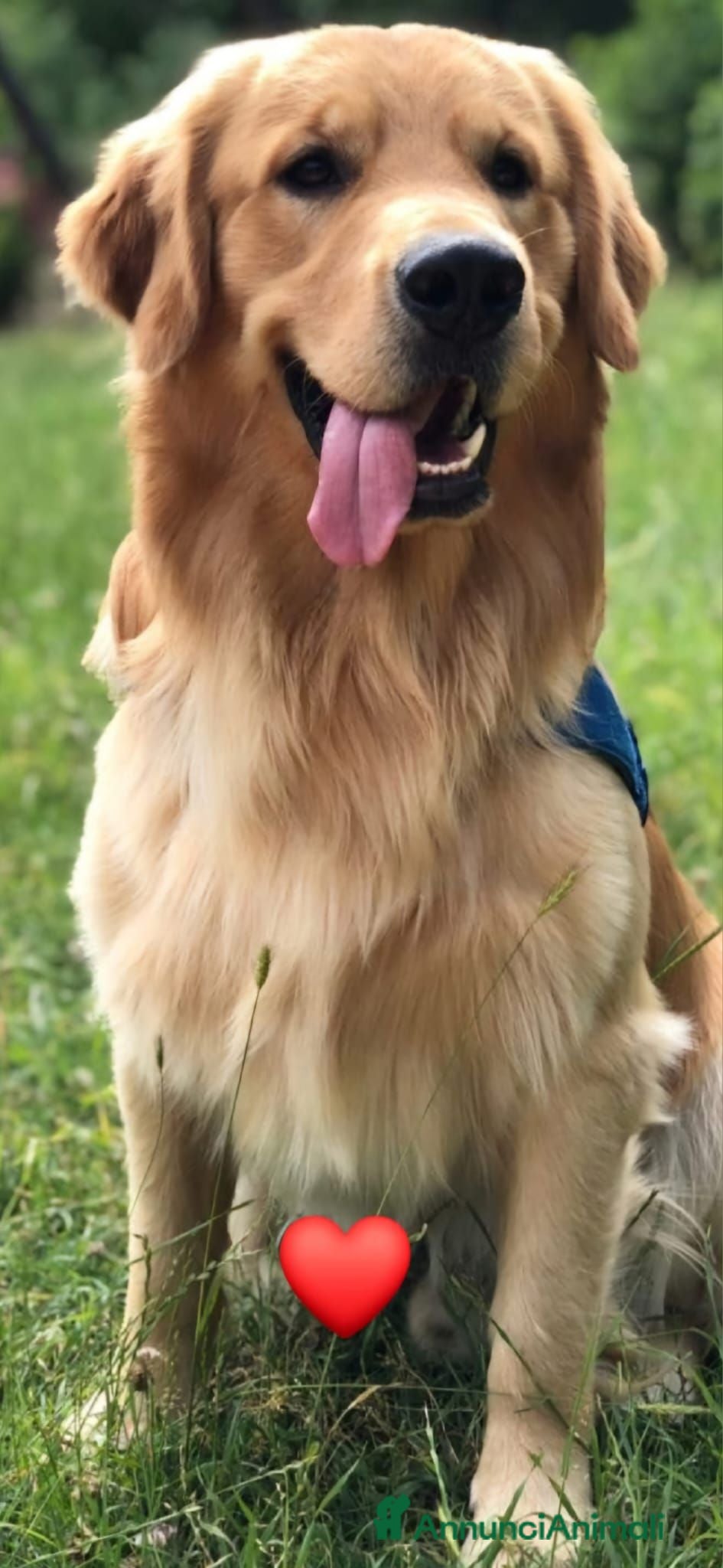 Golden Retriever cani Golden retriever per accoppiamento  - Annuncio 35