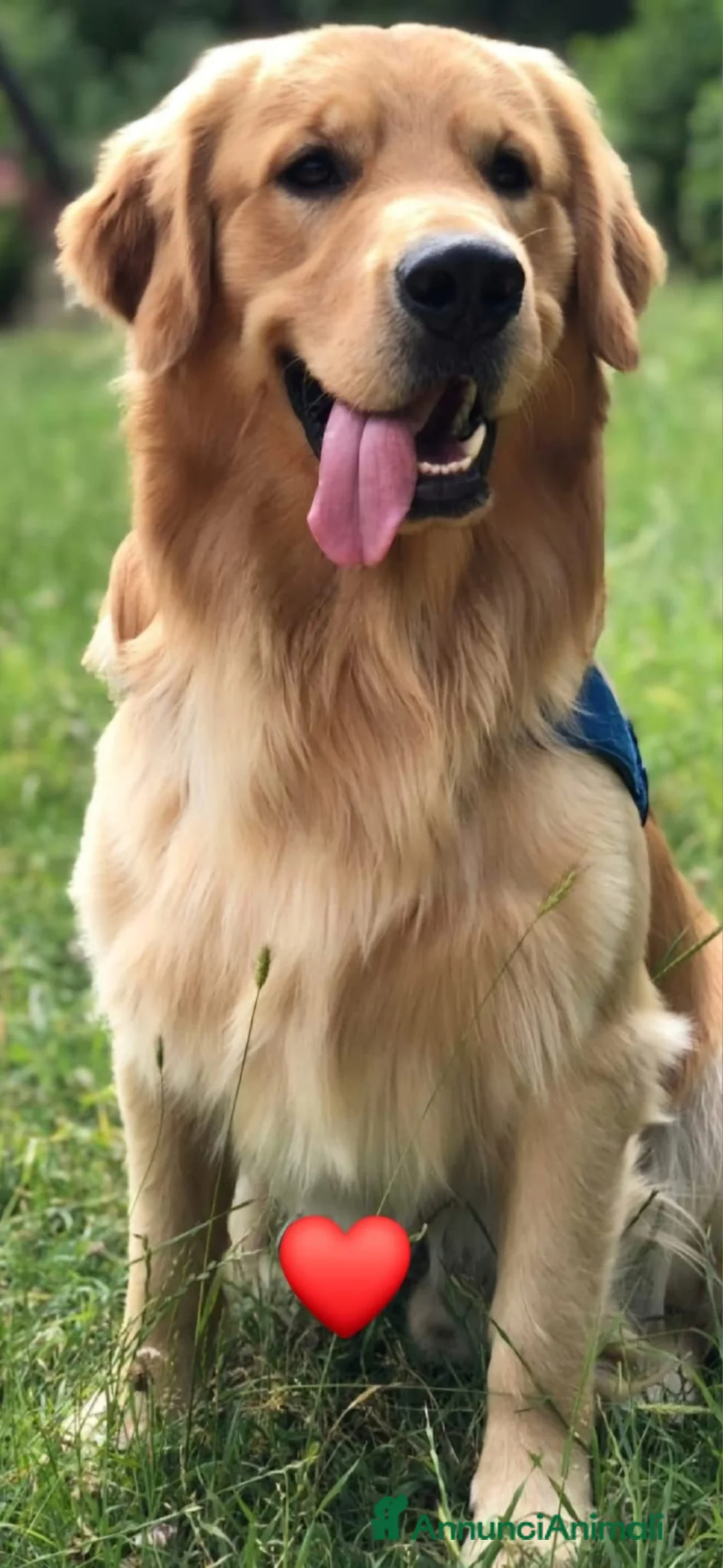 Golden Retriever cani per accoppiamento: Golden retriever per accoppiamento  - Annuncio 1