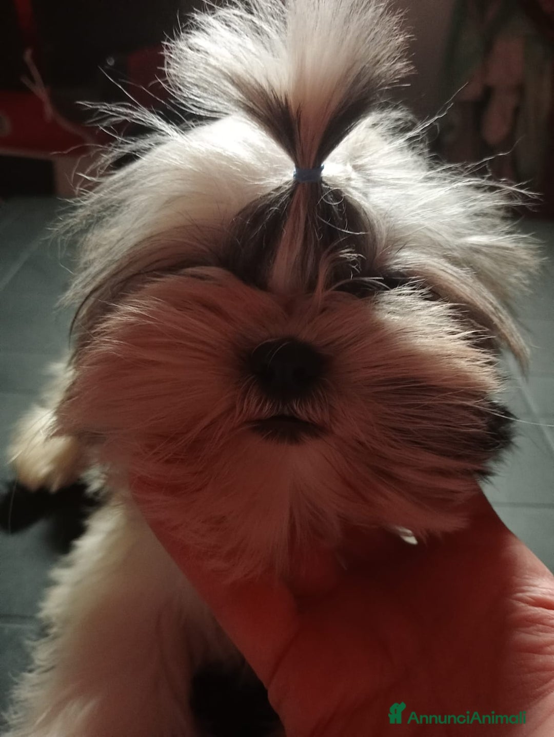 Shih Tzu cani in vendita: Cuccioli di shih Tzu  - Annuncio 4