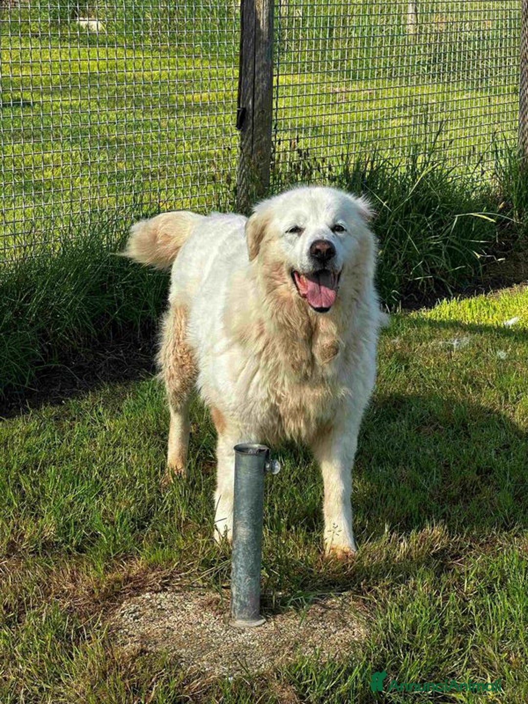 Pastore Maremmano cani in regalo: Vittoria, la maremmana che sorride a Provincia di Latina - Immagine 3