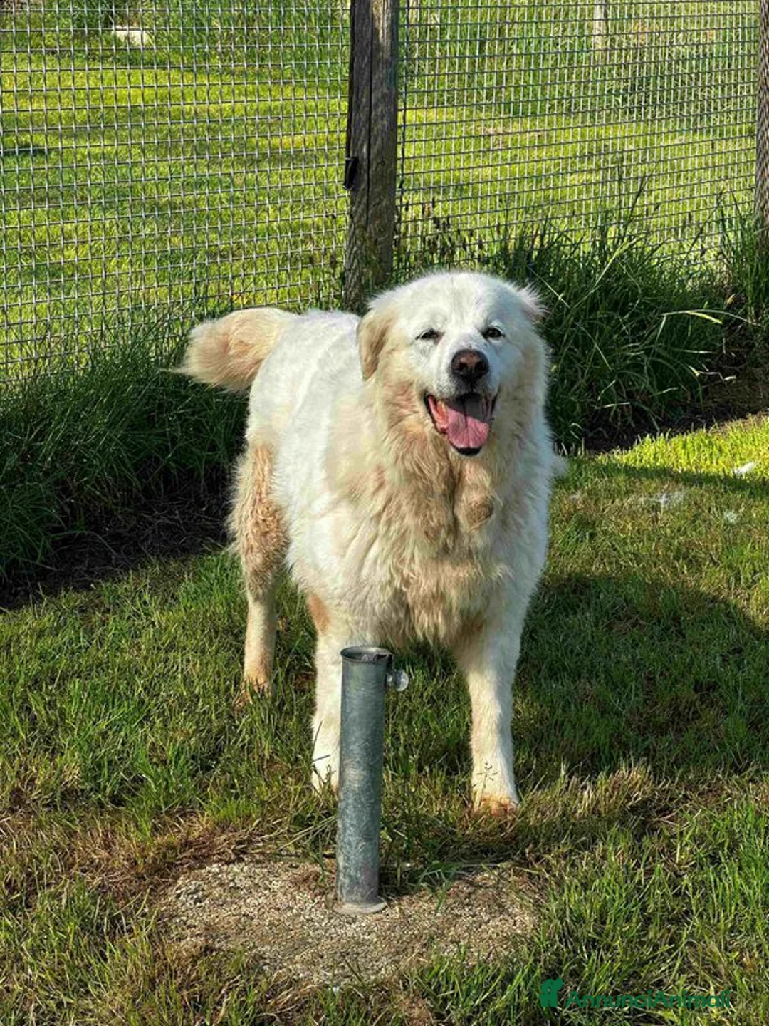 Pastore Maremmano cani in regalo: Vittoria, la maremmana che sorride a Provincia di Latina - Annuncio 3