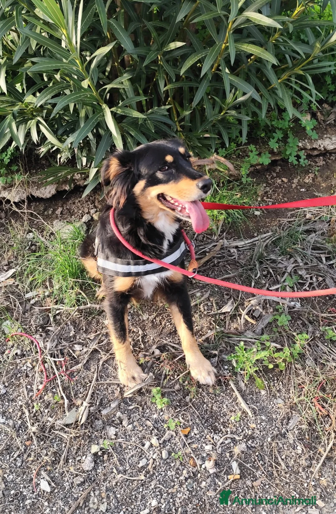 Meticcio cani in regalo: ZARA cagnolina taglia media - Annuncio 5