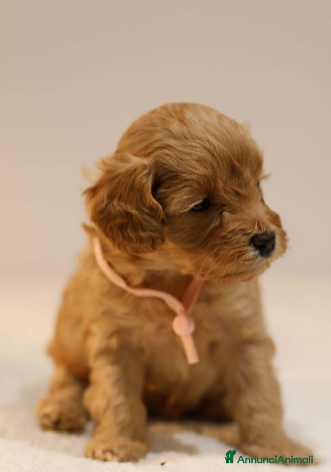 Meticcio cani in vendita: Cuccioli di F1BB Cavapoo Rosso & Crema - Annuncio 30