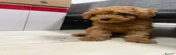 Barboncino Toy cani in vendita: Cucciolo di Barboncino Toy - Annuncio 3