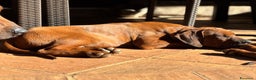 Rhodesian Ridgeback cani in vendita: Rhodesian Ridgeback  - Annuncio 8