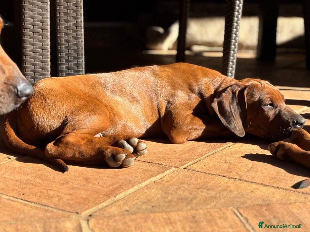Rhodesian Ridgeback cani in vendita: Rhodesian Ridgeback  - Annuncio 8