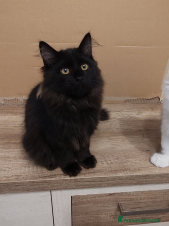 Siberiano gatti - Annuncio 18