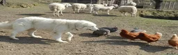Pastore Abbruzzese Maremmano cani in vendita: Cuccioli di pastore Abruzzese Maremmano  - Annuncio 7