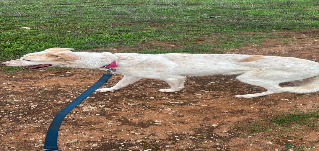 Immagine della galleria {{count}}