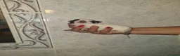 Chihuahua cani in vendita: Cuccioli di chihuahua  - Annuncio 6