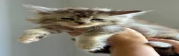 Maine Coon gatti in vendita: Maine Coon - Annuncio 2