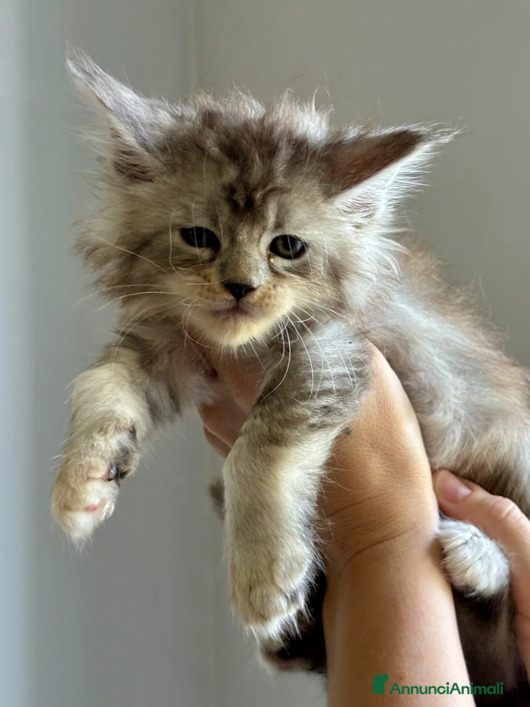 Maine Coon gatti in vendita: Maine Coon - Annuncio 2