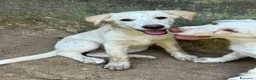 Meticcio cani in regalo: Vera sorride e cerca casa 🏡 a Città metropolitana di Milano - Annuncio 10