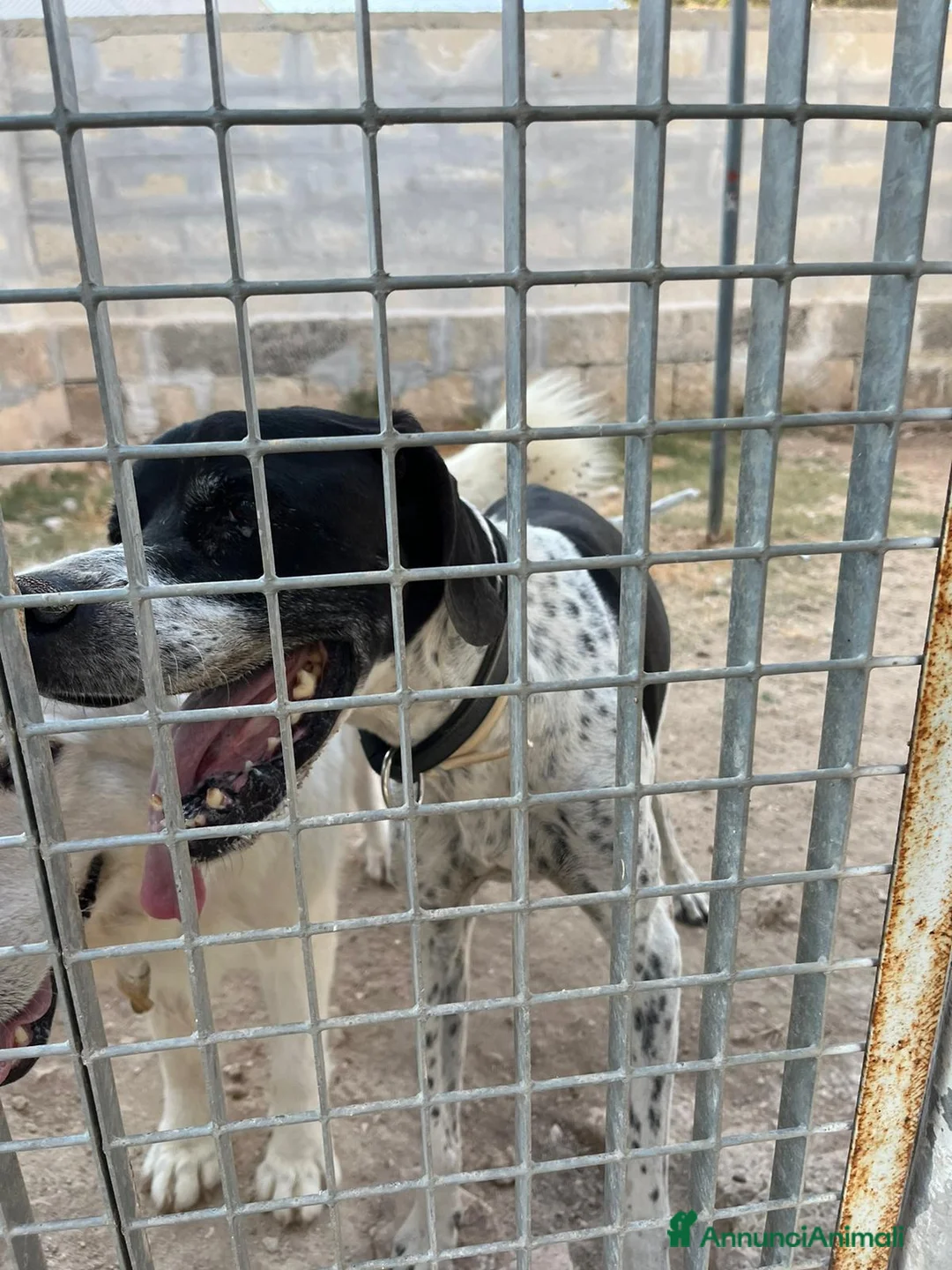 Pointer cani in regalo: DJANGO tenerissimo cane in adozione! - Annuncio 4