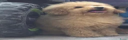 Barboncino Toy cani in vendita: Barboncino toy - Annuncio 10