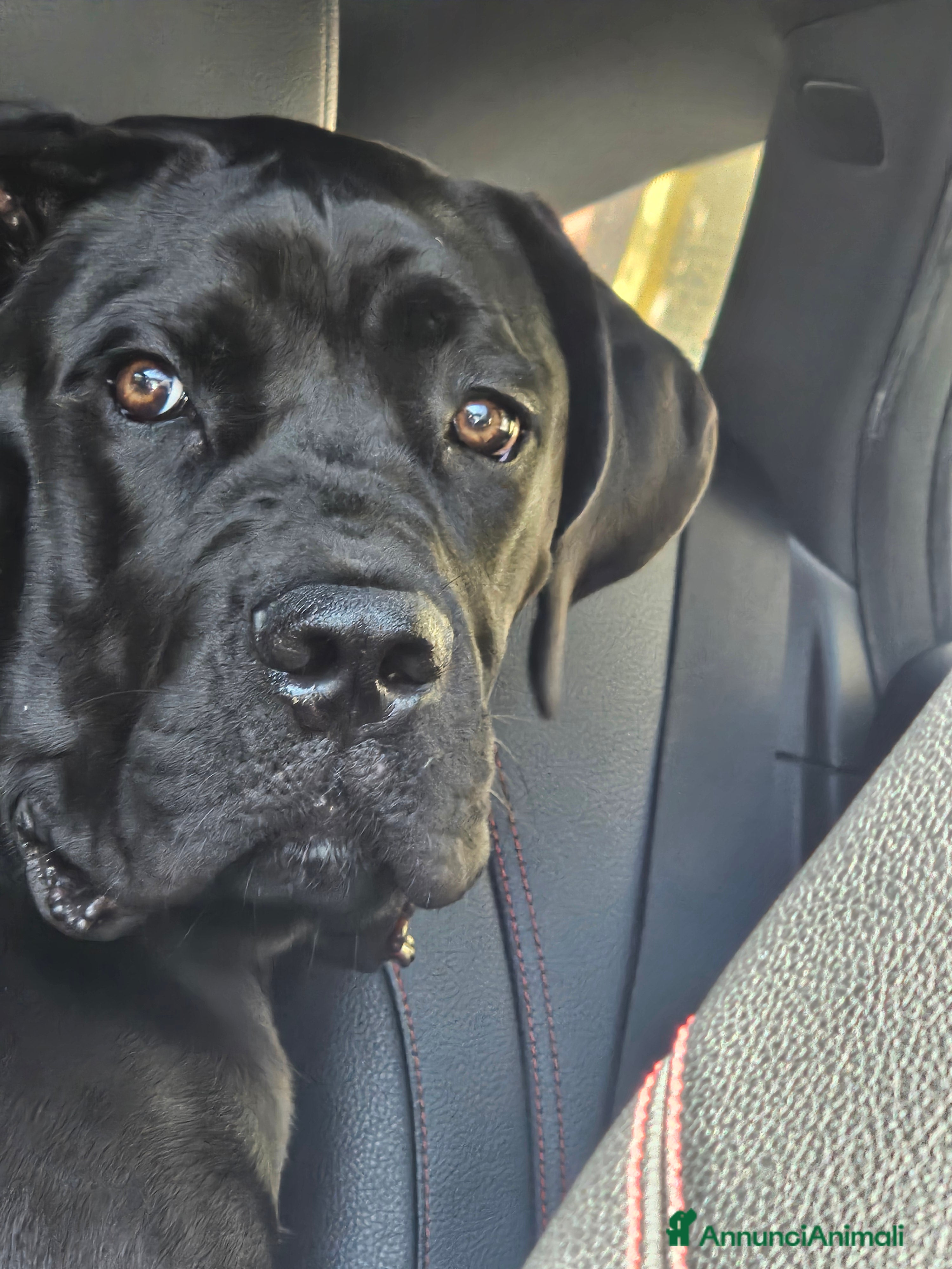 Cane Corso cani Cucciola cane corso con pedigree  a Provincia di Modena - Annuncio 1