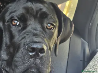 Cane Corso cani Cucciola cane corso con pedigree a Provincia di Modena - Annuncio 1