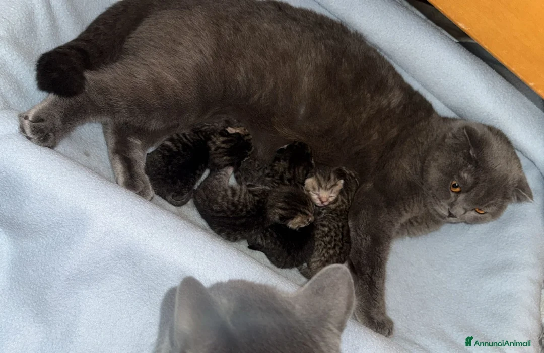 British gatti in vendita: British shorthair  - Annuncio 13