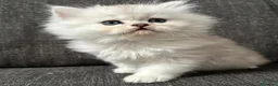 Persiano gatti in vendita: Gattini Cuccioli Persiano a Provincia di Monza e della Brianza - Annuncio 5