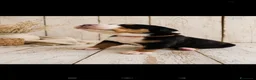 Grande Bovaro Svizzero cani in vendita: Cuccioli di grande bovaro svizzero  - Annuncio 4