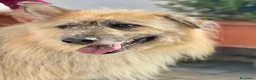 Meticcio cani in regalo: SPANK CERCA CASA - Annuncio 2