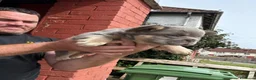 Bulldog Francese cani in vendita: Splendidi cuccioli di Bulldog francese a Città metropolitana di Milano - Annuncio 26