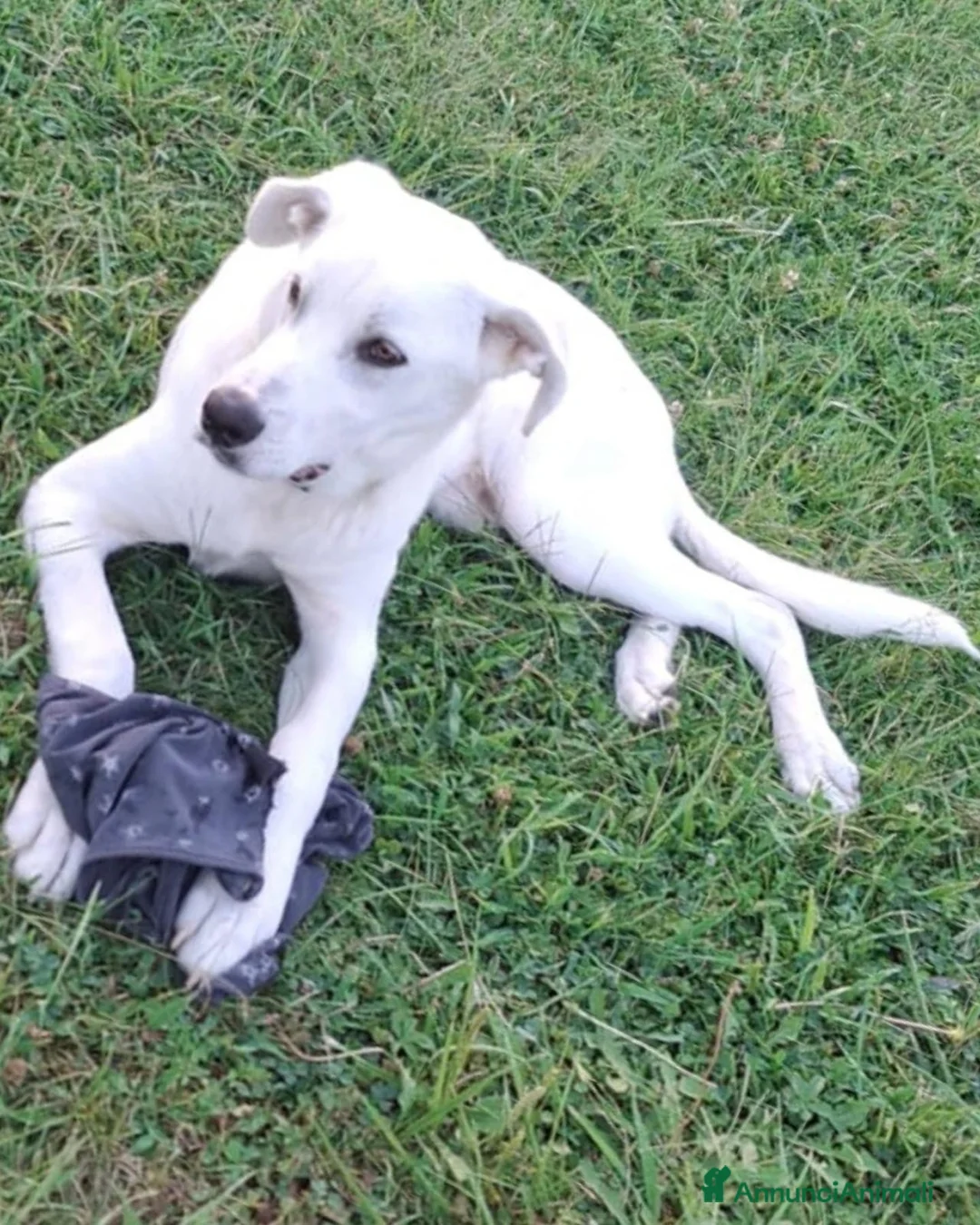 Meticcio cani in regalo: YOSHI 💙 PRIMA CHE FINISCA IL SUO STALLO 🙏🏻😢 a Provincia di Arezzo - Annuncio 3