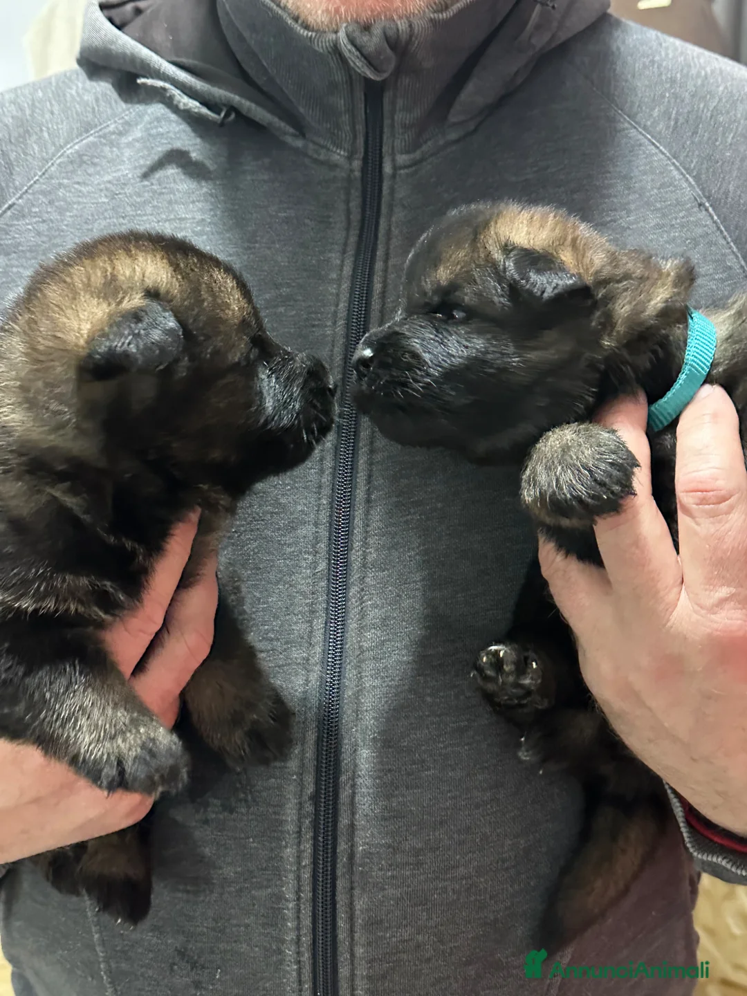 Pastore Tedesco cani in vendita: MERAVIGLIOSI PASTORI TEDESCHI DA LAVORO - Annuncio 1