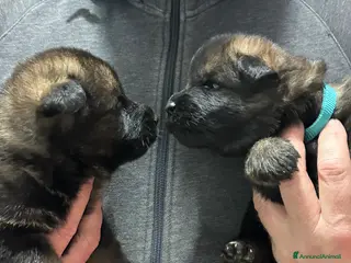 Pastore Tedesco cani MERAVIGLIOSI PASTORI TEDESCHI DA LAVORO - Annuncio 2
