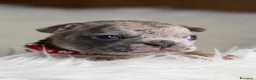 Bulldog Francese cani in vendita: Cuccioli di bulldog francese - Annuncio 8
