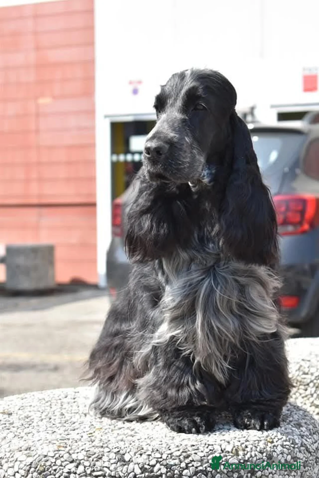 Cocker cani in vendita: cuccioli Cocker Spaniel Inglese  a Provincia di Ravenna - Annuncio 8