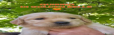 Golden Retriever Cucciolo 3