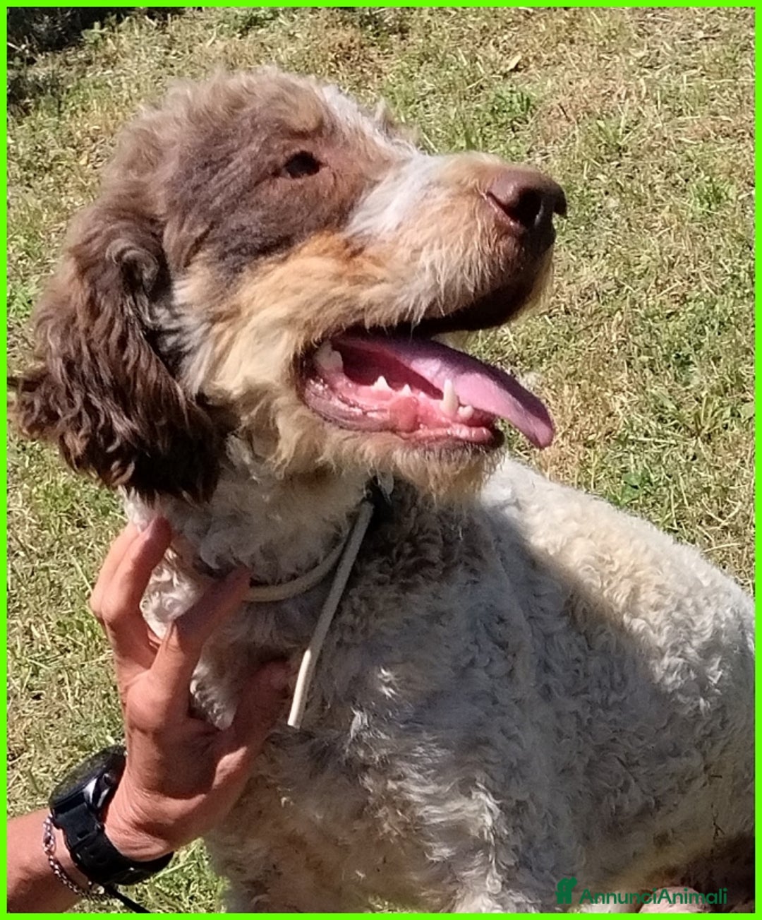 Lagotto cani in regalo: FICARRA, SIMIL LAGOTTINO 2 ANNI, ABBANDONATO LEGAT a Città metropolitana di Milano - Annuncio 2