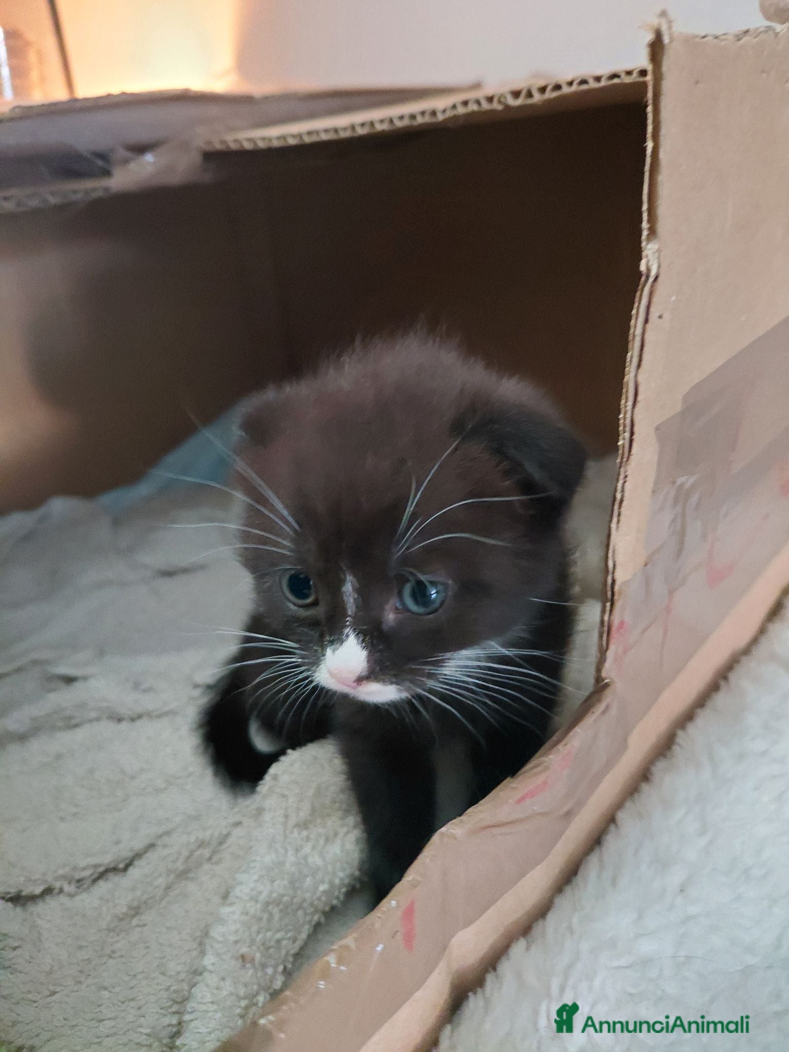 Scottish gatti Cuccioli scottish fold  - Annuncio 26