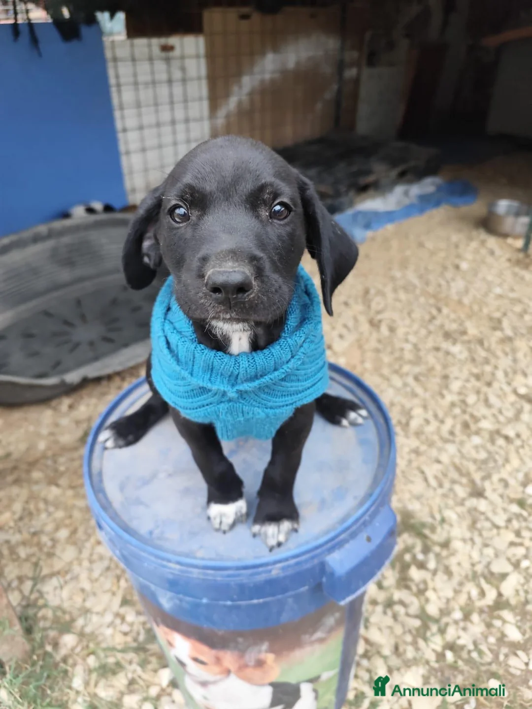 Meticcio cani in regalo: QUARTER spettacolare cucciolo di 2 mesi ❤ - Annuncio 2
