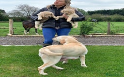 Labrador cani in regalo: Labrador cuccioli di due mesi - Immagine 3