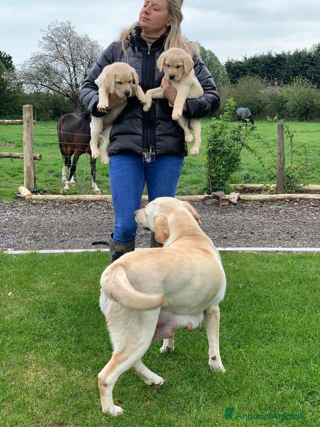 Labrador cani in regalo: Labrador cuccioli di due mesi - Immagine 3