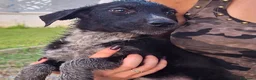 Meticcio cani in regalo: CORNELIA 🩷 pronta a riempirti di allegria a Provincia di Cuneo - Annuncio 3