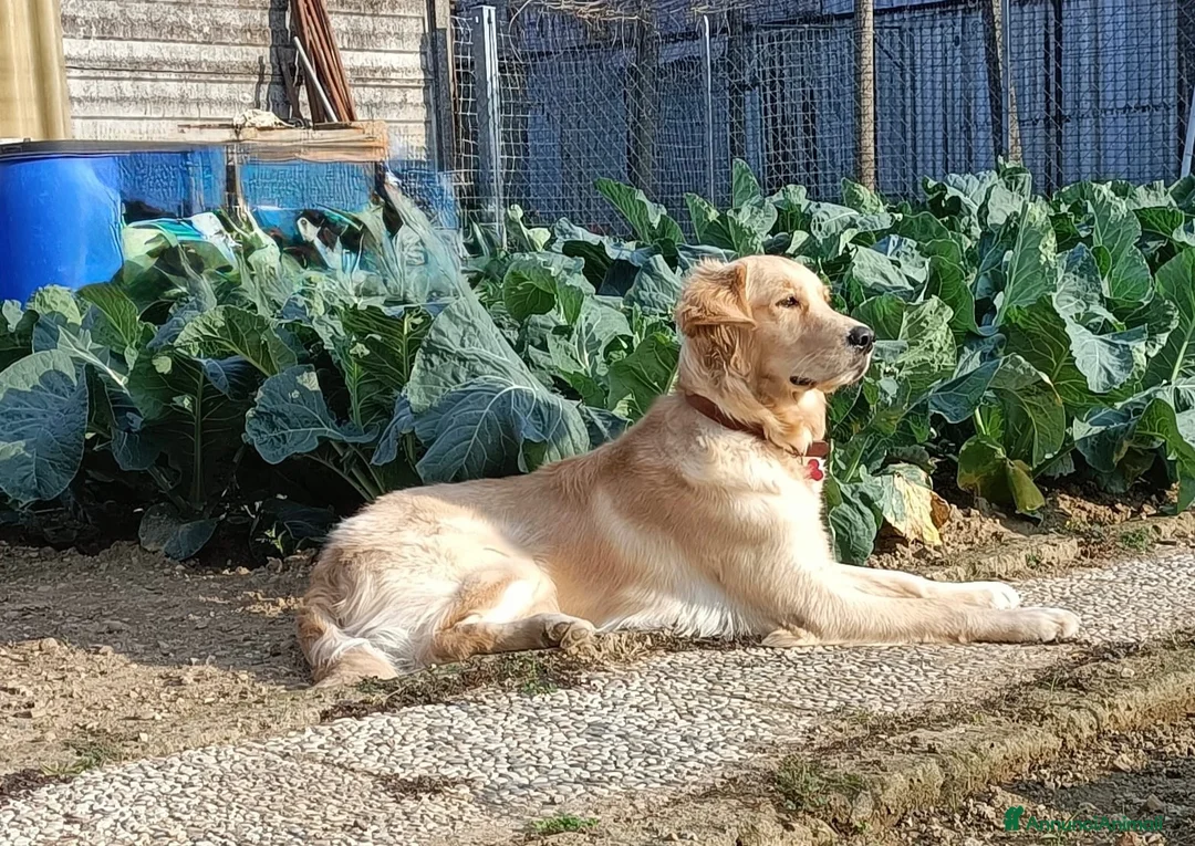 Golden Retriever cani in vendita: Cuccioli golden retriever  - Annuncio 1