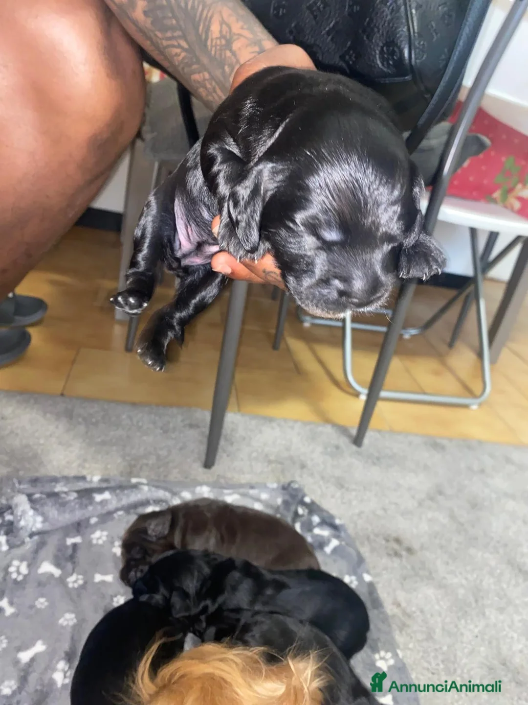 Cocker cani in vendita: Cocker spaniel a Provincia di Bergamo - Annuncio 2