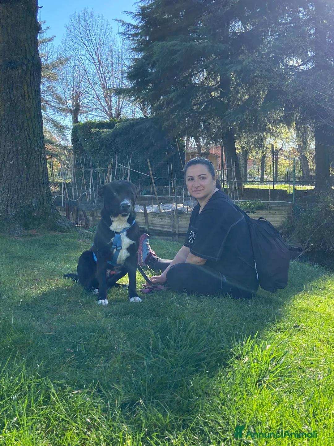 Meticcio cani in regalo: CICCIO, indipendente meticcio nero cerca casa a Città metropolitana di Milano - Annuncio 4