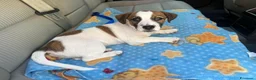 Jack Russell cani in vendita: Jack Russell terrier - Annuncio 9