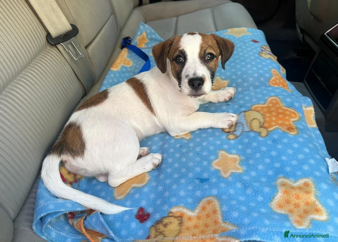 Jack Russell cani in vendita: Jack Russell terrier - Annuncio 9