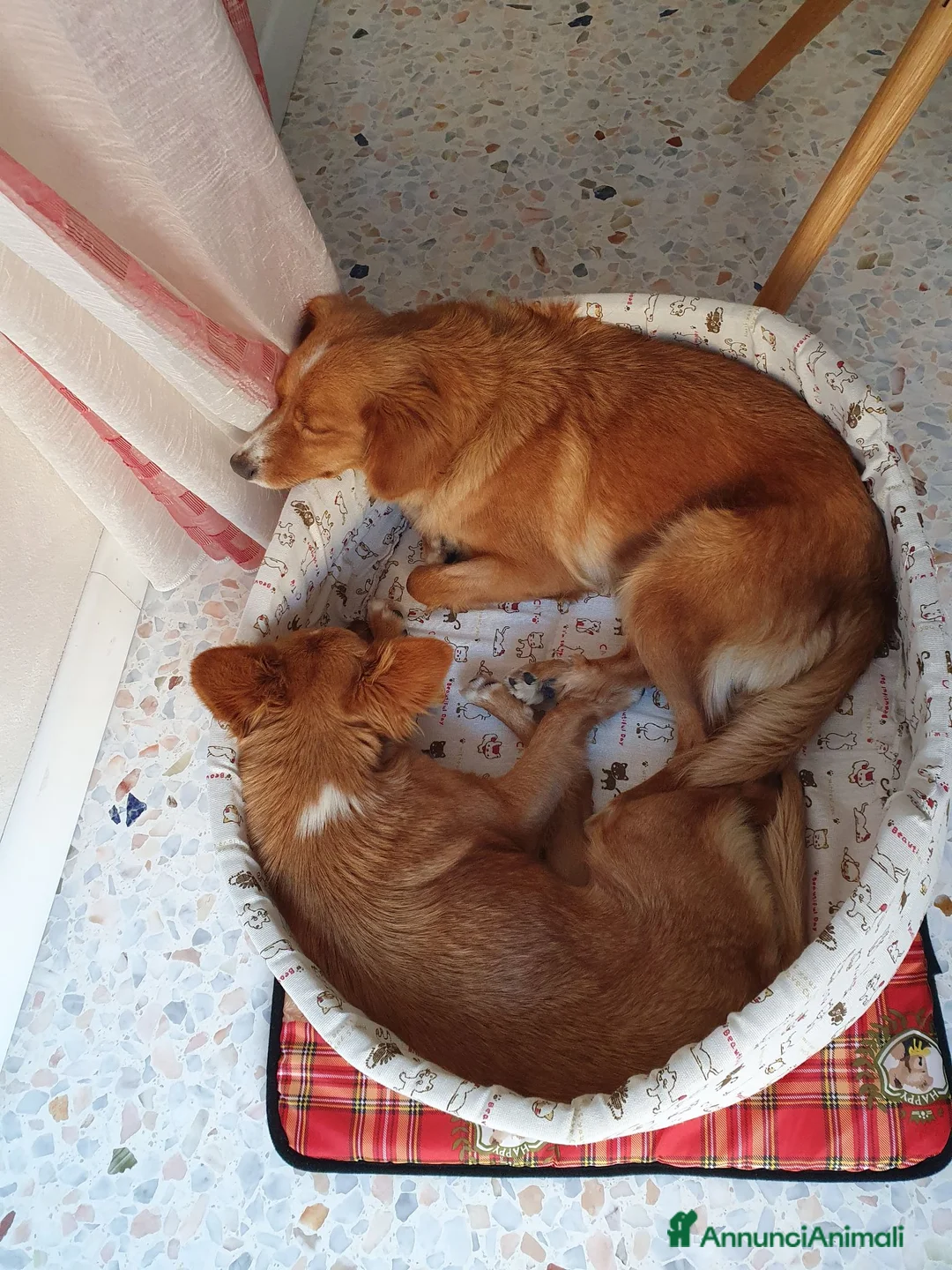 Meticcio cani in regalo: Hope e honey a Provincia di Padova - Annuncio 2