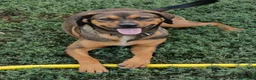 Meticcio cani in regalo: Jordan: cucciolotto taglia contenuta socievole  - Annuncio 7