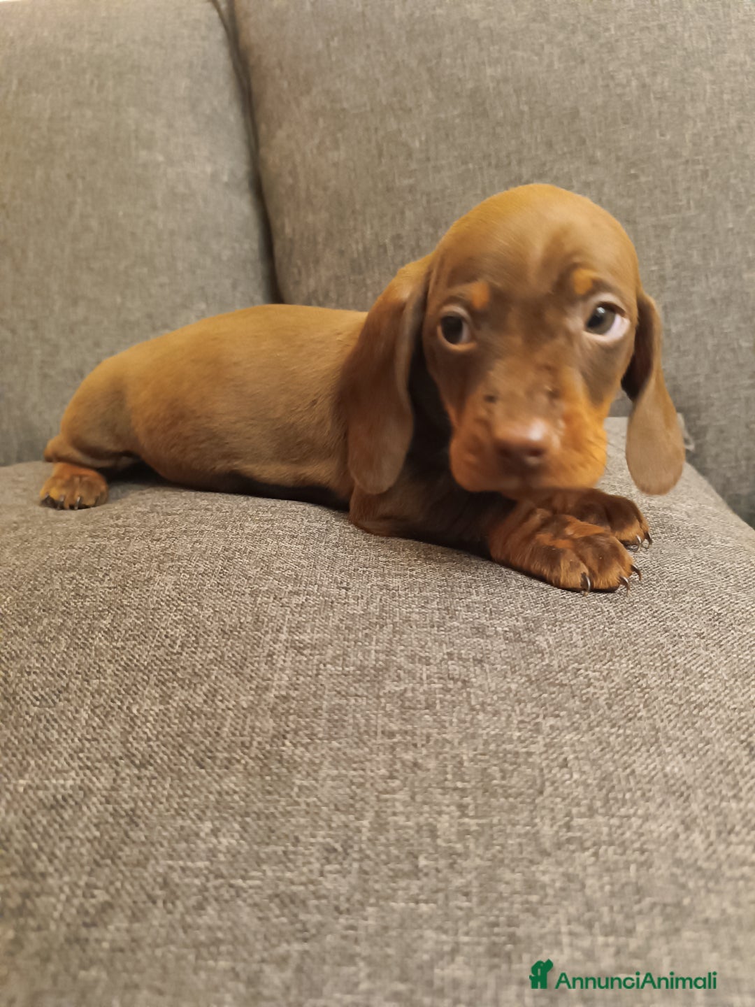 Bassotto cani in vendita: Maschietti di bassotto tedesco - Annuncio 5